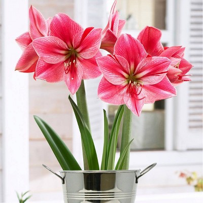 Amaryllis Kit Gervase with Artisan Decorative Planter - Van Zyverden