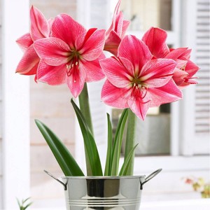 Van Zyverden Amaryllis Pink Flower Bulb with Artisan Decorative Planter - 1 of 4