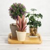 Unique Bargains Indoor Outdoor Wood Decorative Plant Saucer 1 Pc - 4 of 4