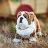 The Queen's Treasures Little House Jack The Bulldog Pet For 18 Inch Dolls - 2 of 4