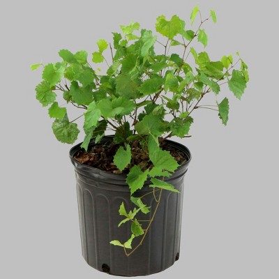 1pc Grape Muscadine Carlos - National Plant Network