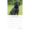 2026 Square Wall Calendar, Cocker Spaniels, 16-Month Paw Prints Theme with 180 Reminder Stickers (12x12 In) - 3 of 4