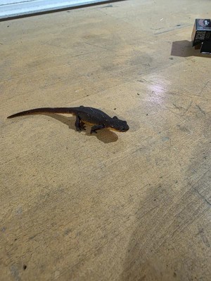 Guest review image 1 of 1, zoom in