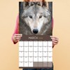 TF Publishing 13.5"x14.5" 2026 Wolves Wall Calendar - 4 of 4