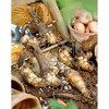 Van Zyverden 24ct Cannas Collection 4 Varieties Bulbs - 2 of 3
