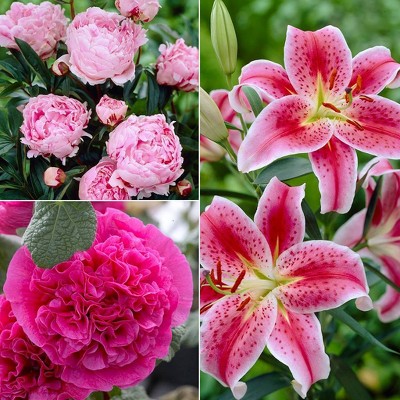 Van Zyverden Set of 15 Color Your Garden Collection Bulbs Pink