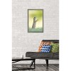 Trends International The Comedy Wildlife Photography Awards: Perdita Petzl - Conducting Framed Wall Poster Prints - 2 of 4