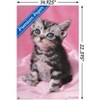 Trends International Keith Kimberlin - Kitten - Cute Unframed Wall Poster Prints - 3 of 4