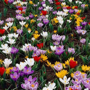 Van Zyverden Set of 50 Bulbs Karma Cottage Garden Blend - 1 of 3
