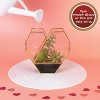 D'Eco Glass Heart Plant Terrarium (8X 8X 2.5)- Gold Trim Geometric Planter- Home, Office & Wedding Decor- Great Gift for Plant Lovers and Mother's Day - 3 of 4