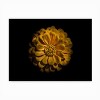 Trademark Fine Art - Brian Carson Backyard Flowers 58 Matted Framed Art - image 3 of 4