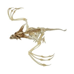 Pterosaur Skeleton Plastic Hanging Halloween Decoration, 35 1/4 x 11 3/4 - 1 of 4