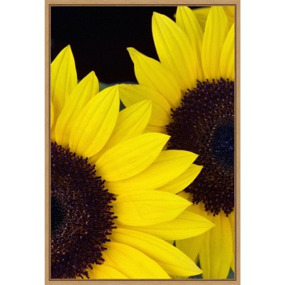 16" x 23" Dune Sunflowers Close Up by Jaynes Gallery Danita Delimont Framed Canvas Wall Art - Amanti Art