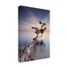 Trademark Fine Art -Moises Levy 'Water Tree X' Canvas Art - 4 of 4