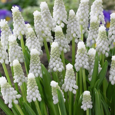 Set of 25 Bulbs Muscari Siberian Tiger - Van Zyverden