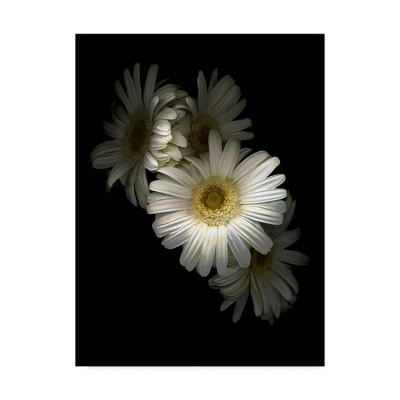 Large White Daisy Canvas Print with Black Background