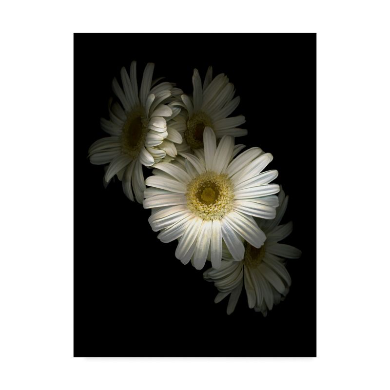 Trademark Fine Art -Susan S. Barmon 'White Gerbera Daisy' Canvas Art, 2 of 4