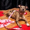 Country Brook Petz 1 1/2 Inch Martingale Dog Collar - Affection Collection - 2 of 4