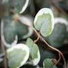 Sullivans Artificial 38" Variegated Eucalyptus Spray - 2 of 2