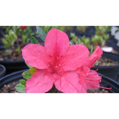 2.25gal President Clay Azalea Plant with Red Blooms - National Plant Network