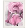 HomeRoots Pink Iris White Framed Print Wall Art - 4 of 4