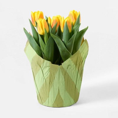 6" Potted Tulip - Good Little Garden™