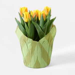 Mother's Day 6" Potted Tulip - Good Little Garden™ - 1 of 3