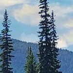 woodgrain stripe chocolate