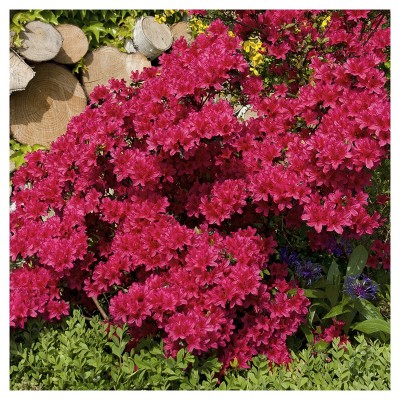 Azalea 'Johanna' 1pc  - National Plant Network - U.S.D.A. Hardiness Zones 6 - 8