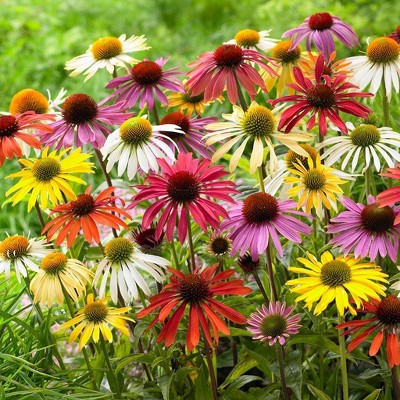 Van Zyverden Set of 10 Echinacea Cone Flower Mixed Roots