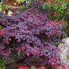 National Plant Network Live Outdoor Red Diamond Southern Loropetalum Plant - 1ct 2gal - 2 of 4
