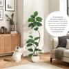 Artificial Rubber Tree, 5ft Tall Fake Plants with White Planters, Artificial Plants Indoor with Multicolored Pebbles - 3 of 4