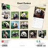 BrownTrout Giant Pandas 2026 12"x24" Hanging Square Wall Calendar Plastic-Free - 2 of 4