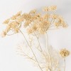 Sullivans Artificial Queen Anne'S Lace Stem 29"H Off-White - 2 of 4