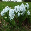 National Plant Network Live Outdoor Butterfly Garden Assorted Bulbs - 40ct - 3 of 4