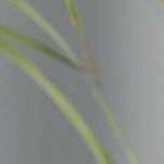 sky blue, white, metallic - nickel