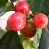 Kaya Kopi Premium Lam Dong From Bao Loc Region, Lam Dong, Vietnam - Energy Robusta Roasted Ground Coffee Beans, 12 Ounce - 3 of 4