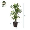 5-6ft UV & Sunproof Artificial Dracaena Tree for Indoor/Outdoor - Faux Silk Plant in Tall Planter, Tall Faux Tree for Home & Garden Decor - 3 of 4