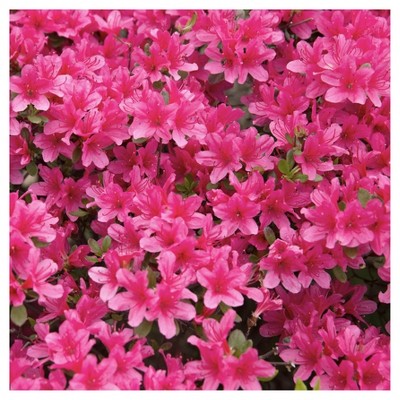 Floramore Azalea 'Hot Pink' 1pc - National Plant Network - U.S.D.A. Hardiness Zones 7 - 9