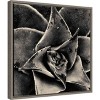 16" x 16" Seattle Succulents by Gary Horsfall Framed Canvas Wall Art - Amanti Art: Botanical Lithograph Decor - image 2 of 4