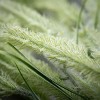 Sullivans Artificial Fox Tail Fluffy Grass Vine 32"H Green - 2 of 3