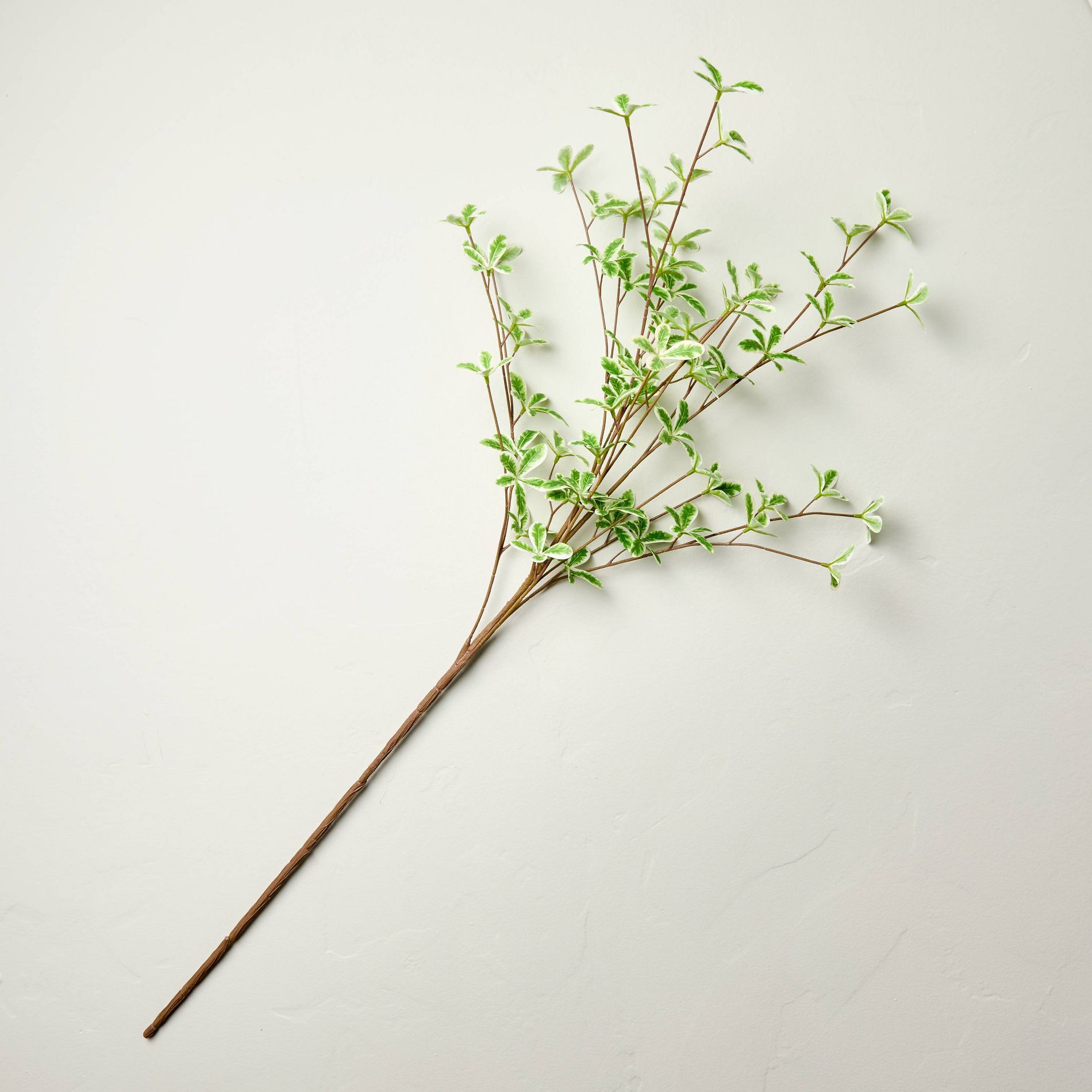 36" Faux Variegated Terminalia Leaf Branch - Hearth & Hand™ with Magnolia