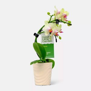 Live 2" Wave Orchid Potted Plant (Colors May Vary) - Good Little Garden™ - 1 of 4