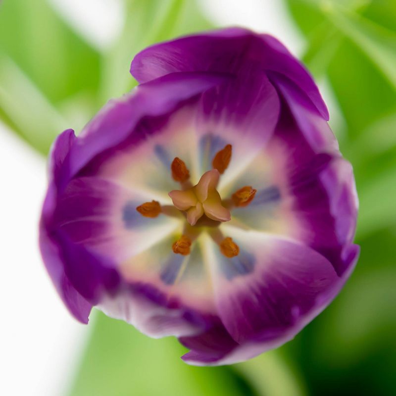 Fresh Cut 10-stem Tulip Flowers - Spritz™, 5 of 7