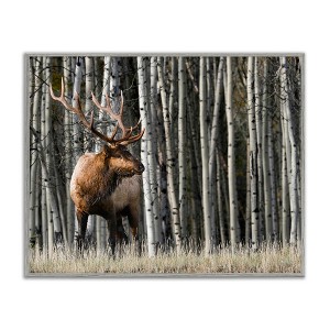 Stupell Industries Elk Looming Out Birch Trees Animal Forest Photograph Black Framed Giclee Art - 1 of 4