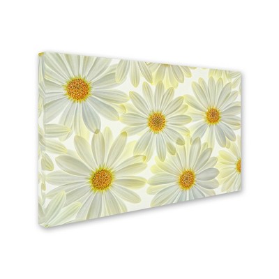 Trademark Fine Art - Cora Niele Daisy Flowers Matted Framed Art