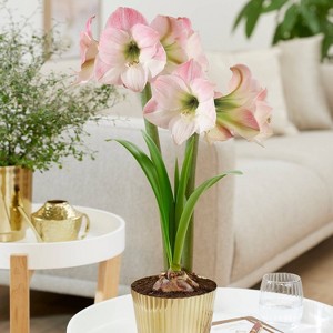 Amaryllis Kit Pink Bulb with Iron Brass Fluted Planter - Van Zyverden - 1 of 4