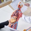 VEVOR Human Body Model, 23 Parts 18 inch, Human Torso Anatomy Model Unisex Anatomical Skeleton Model with Removable Organs,Educational Teaching Tool - 2 of 4