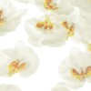 Unique Bargains Silk Plastic Durable Handcrafted Artificial Orchid Flower Heads 20 Pcs - 2 of 4