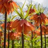 3ct Fritillaria Rubra Bulbs - Van Zyverden - 4 of 4